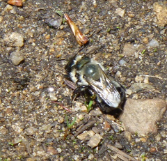 Osmia bucephala