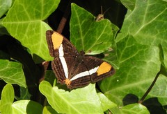 Adelpha syma