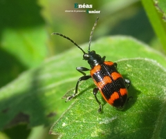 Neolema fasciata