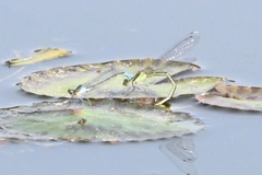 Paracercion calamorum