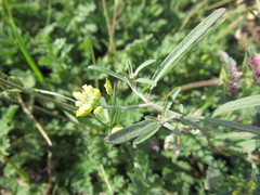 Meniocus linifolius