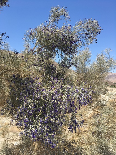 iNaturalist observation photo of Smoketree