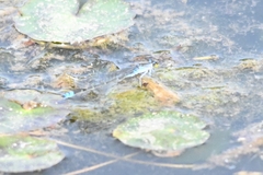 Paracercion calamorum