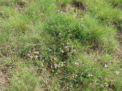 Astragalus corniculatus