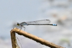 Paracercion calamorum