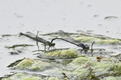 Paracercion calamorum