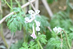 Corydalis edulis