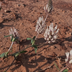 Trifolium palaestinum