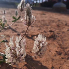 Trifolium palaestinum