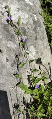 Convolvulus siculus
