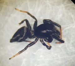 Heliophanus melinus
