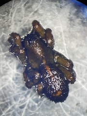 Arctosa fulvolineata