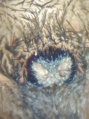 Arctosa fulvolineata
