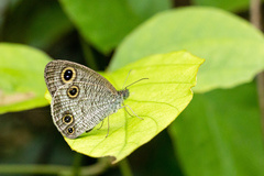 Ypthima multistriata