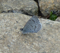 Celastrina echo