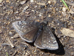 Erynnis persius