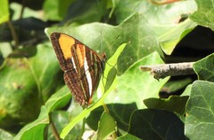 Adelpha syma