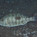 Lethrinus harak - Photo (c) Mark Rosenstein, algunos derechos reservados (CC BY-NC), subido por Mark Rosenstein