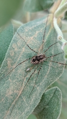 Dasylobus