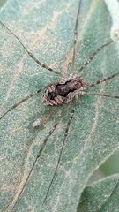 Dasylobus