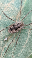 Dasylobus
