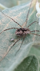 Dasylobus