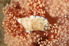 Dermatobranchus caeruleomaculatus image