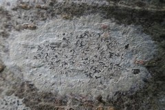 Phaeographis smithii