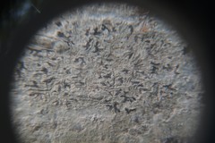 Phaeographis smithii