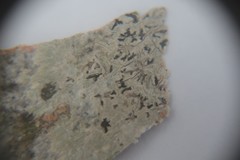 Phaeographis smithii