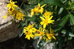 Senecio pyrenaicus