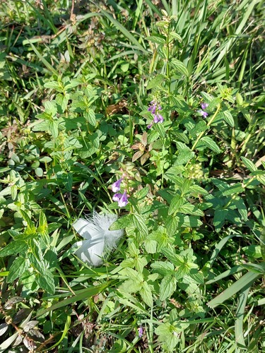 Scutellaria barbata (Scutellaria barbata)