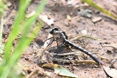 Trigomphus agricola