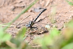 Trigomphus agricola