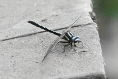 Trigomphus agricola