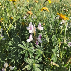 Lupinus palaestinus