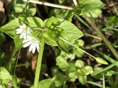 Stellaria neglecta