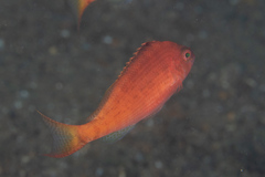 Cyprinocirrhites polyactis