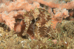 Hippocampus barbouri