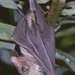 Western Woermann's Fruit Bat - Photo (c) Jakob Fahr, some rights reserved (CC BY-NC), uploaded by Jakob Fahr