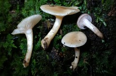 Clitocybe americana