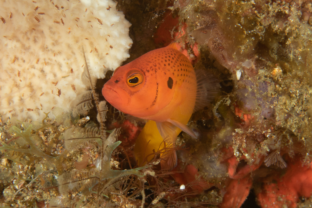 Jaguar Dottyback