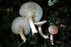 Clitocybe americana