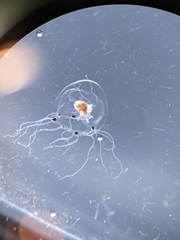 Rathkea octopunctata