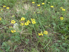 Coronilla minima