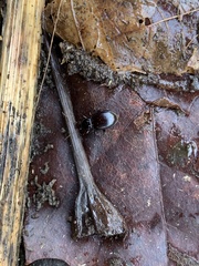 Gastrellarius honestus