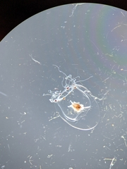 Rathkea octopunctata