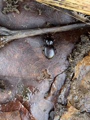 Gastrellarius honestus