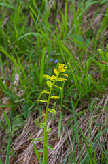 Aecidium euphorbiae