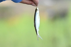 Hemiculter leucisculus